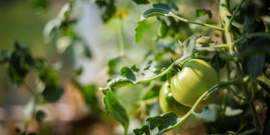 Tomatenplant met onrijpe tomaat